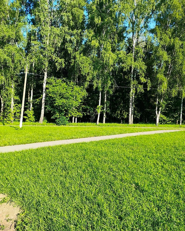 Берёзовая аллея центрального парка Тулы